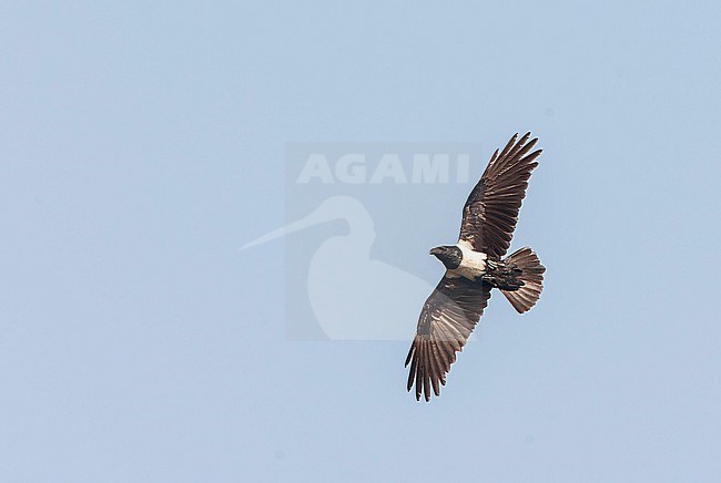 Pied Crow, Corvus albus, in flight in the Gambia. stock-image by Agami/Marc Guyt,
