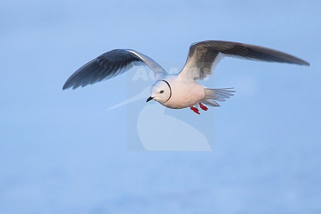 Adult Ross's Gull (Rhodostethia rosea) in breeding plumage during the short arctic spring in Barrow, Alaska, USA in June 2018 stock-image by Agami/Dubi Shapiro,