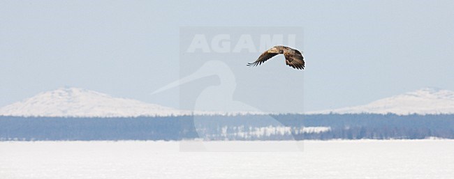 Zeearend adult vliegend met sneeuwlandschap; White-tailed Eagle adult flying with snow landscape stock-image by Agami/Markus Varesvuo,