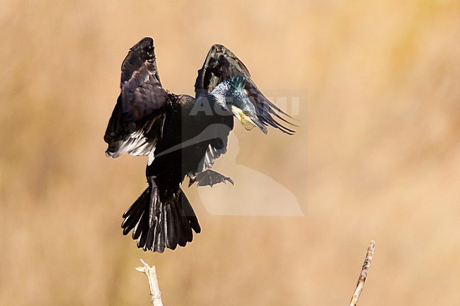 Volwassen Aalscholver in de vlucht; Adult Great Cormorant in flight stock-image by Agami/Menno van Duijn,