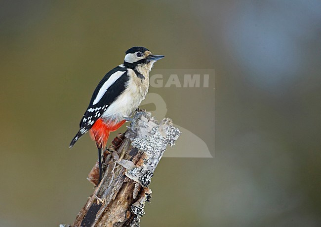 Great Spotted Woodpecker on tree; Grote bonte Specht tegen boom stock-image by Agami/Markus Varesvuo,