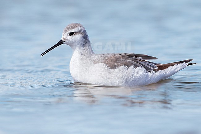 Wilson's Phalarop (Phalaropus tricolor) feeding a lake in Argentina stock-image by Agami/Dubi Shapiro,