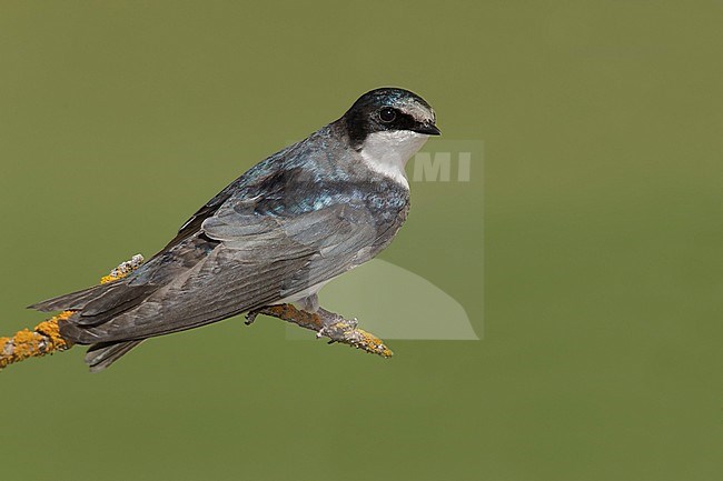 Adult female
Kamloops, B.C.
June 2015 stock-image by Agami/Brian E Small,