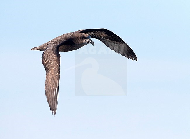 Grey-faced Petrel (Pterodroma gouldi) in flight against blue sky as background in New Zealand. stock-image by Agami/Marc Guyt,