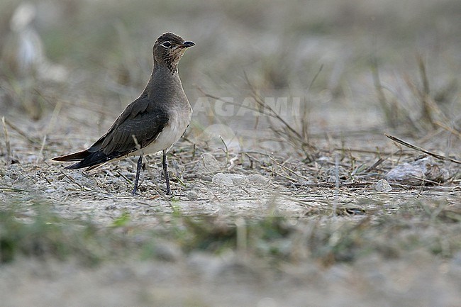 Adult Oriental Pratincole (Glareola maldivarum) in non-breeding plumage in the Lesser Sundas, Indonesia. stock-image by Agami/James Eaton,