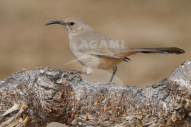 Adult
Kern Co., CA
March 2006 stock-image by Agami/Brian E Small,