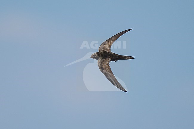 Common Swift (Apus apus) flying agains blue sky in Bulgaria. stock-image by Agami/Marcel Burkhardt,