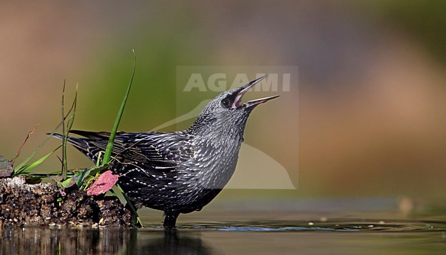 Drinkende Zwarte Spreeuw; Drinking Spotless Starling stock-image by Agami/Markus Varesvuo,