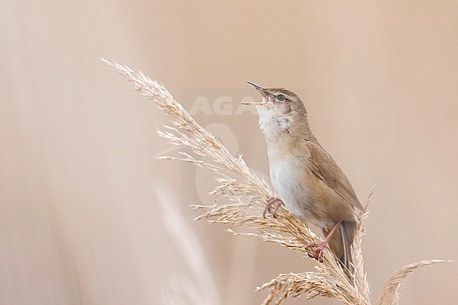 Savis Warbler (Locustella luscinoides) , Romania stock-image by Agami/Ralph Martin,