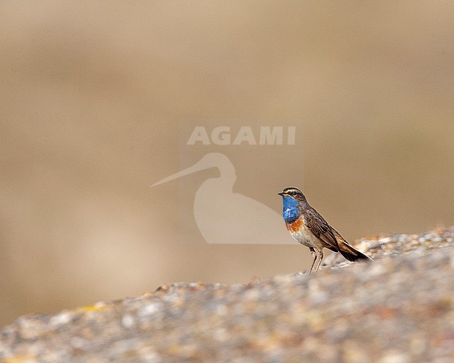 Adult male White-spotted bluethroat (Luscinia svecica cyanecula) in the Netherlands. Standing on the WW2 anti tank wall in Berkheide, Katwijk, Netherlands. stock-image by Agami/Marc Guyt,