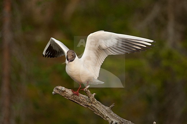 Volwassen Kokmeeuw op tak; Adult summer Black-headed Gull on branch stock-image by Agami/Menno van Duijn,