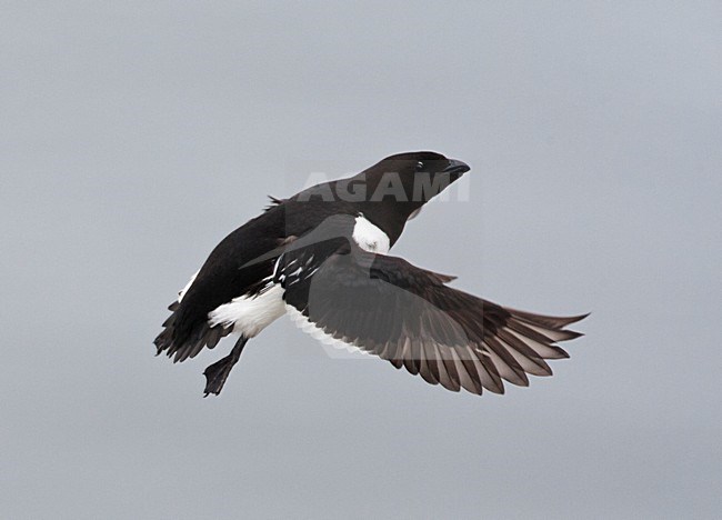 Kleine Alk volwassen vliegend; Little Auk adult flying stock-image by Agami/Marc Guyt,