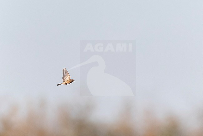 Common Linnet (Linaria cannabina) migrating along the Black sea coast in Bulgaria. stock-image by Agami/Marc Guyt,