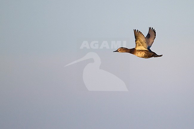 Common Pochard - Tafelente - Aythya ferina, Germany, 1st W female stock-image by Agami/Ralph Martin,