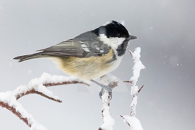 Coal Tit (Periparus ater), side view of an adult perched on a branch under a snowfall, Campania, Italy stock-image by Agami/Saverio Gatto,