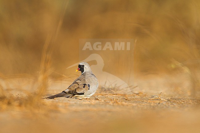 Namaqua Dove - Kaptäubchen - Oena capensis ssp. capensis, Oman, adult male stock-image by Agami/Ralph Martin,