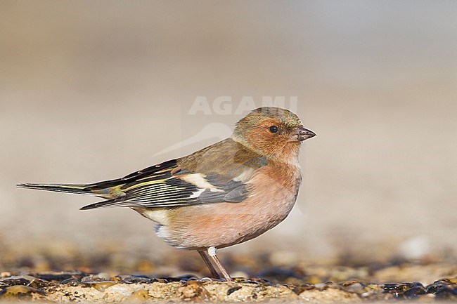 Chaffinch - Buchfink - Fringilla coelebs ssp. coelebs, Germany, adult male stock-image by Agami/Ralph Martin,