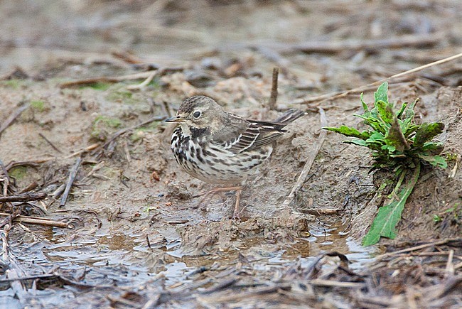 Pacifische Waterpieper overwintert in Japan; Siberian Buff-bellied Pipit (Anthus rubescens japonicus) wintering in Japan stock-image by Agami/Marc Guyt,