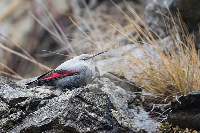 Wallcreeper - Mauerläufer - Tichodroma muraria, Germany, winter plumage stock-image by Agami/Ralph Martin,