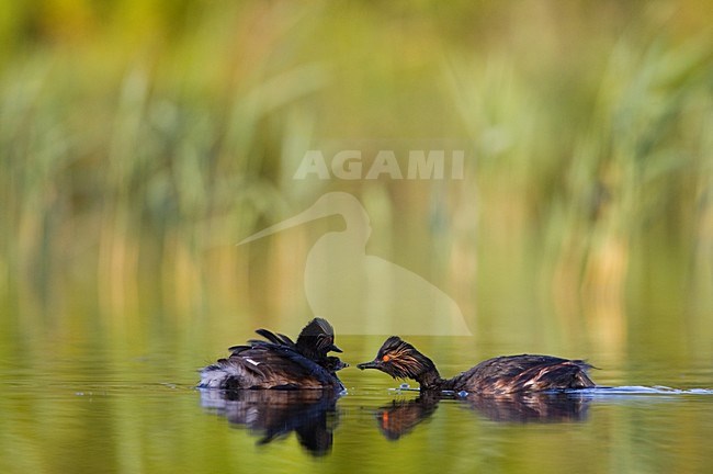 Volwassen Geoorde Fuut in zomerkleed; Adult Black-necked Grebe in summer plumage stock-image by Agami/Menno van Duijn,