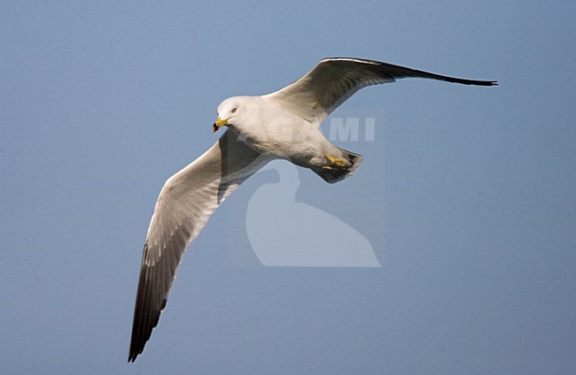 Black-tailed Gull adult flying; Zwartstaartmeeuw volwassen vliegend stock-image by Agami/Marc Guyt,