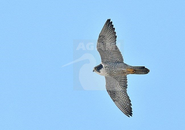 Wintering adult Peregrine Falcon (Falco peregrinus) flying overhead at Cape hamanaka on Hokkaido in Japan stock-image by Agami/Laurens Steijn,