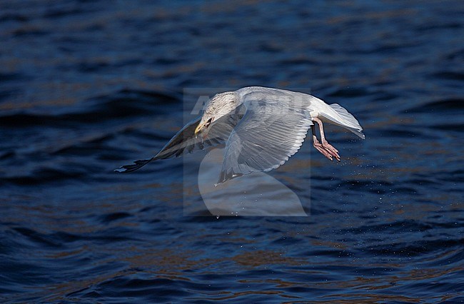 Adult European Herring Gull (Larus argentatus) flying over the uitwatering of Katwijk in the Netherlands. Taking off from the north sea with food in its beak. stock-image by Agami/Marc Guyt,