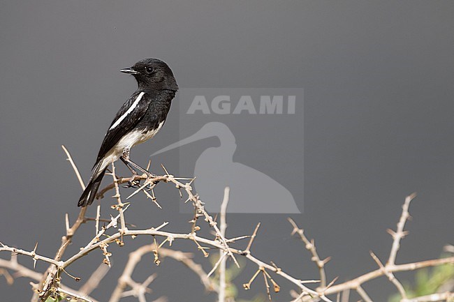 Pied Stonechat (Saxicola caprea ssp. rossorum) Tajikistan, adult male perched on a branch with blue sky stock-image by Agami/Ralph Martin,