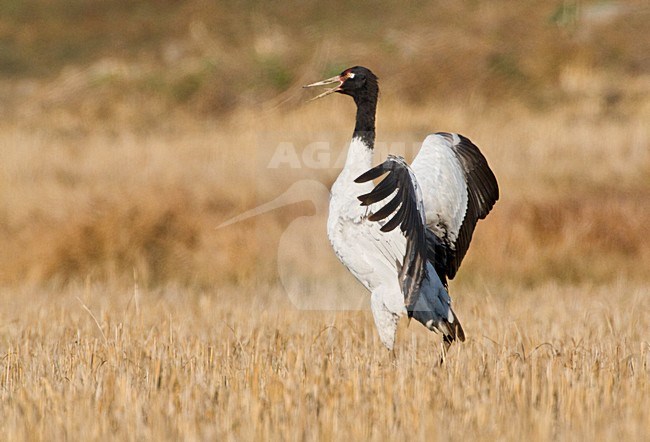 Overwinterende Zwarthalskraanvogel in India; Wintering Black-necked Crane in India stock-image by Agami/AGAMI,