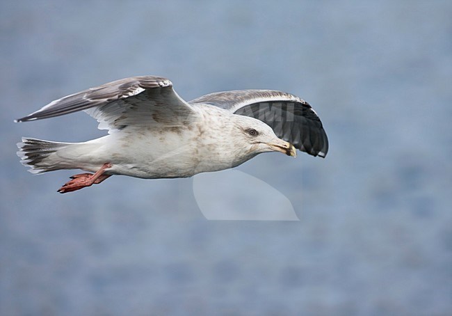 Kamtsjatkameeuw onvolwassen vliegend; Slaty-backed Gull immature flying stock-image by Agami/Marc Guyt,