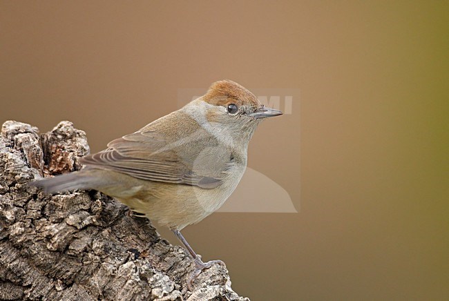 Vrouwtje Zwartkop in zit; Female Eurasian Blackcap perched stock-image by Agami/Markus Varesvuo,