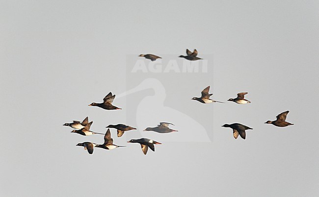 Groep Grote Zee-eenden op doortrek; Flock of Velvet Scoter (Melanita fusca) on migration UtÃ¶ Finland May 2014 stock-image by Agami/Markus Varesvuo,