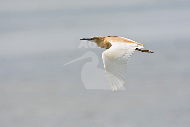 Volwassen Ralreiger in de vlucht; Adult Squacco Heron in flight stock-image by Agami/Marc Guyt,