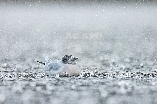  stock-image by Agami/Menno van Duijn,