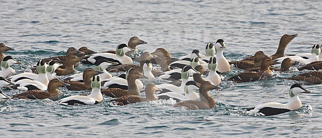 Common Eider group in the water; Eider groep in het water stock-image by Agami/Markus Varesvuo,