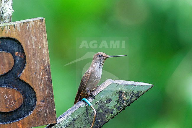 Bronzy Inca (Coeligena coeligena) in humid montane forest in Ecuador. Perched on a sign for the feeders in San Isidro lodge garden. stock-image by Agami/Marc Guyt,