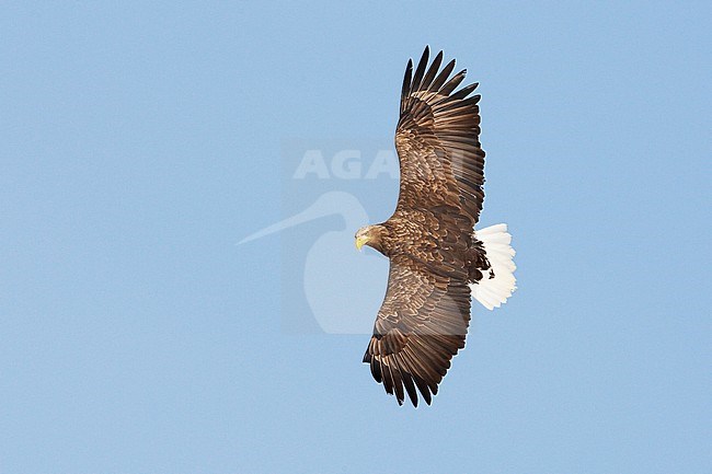 White-tailed Eagle adult in flight stock-image by Agami/Jari Peltomäki,