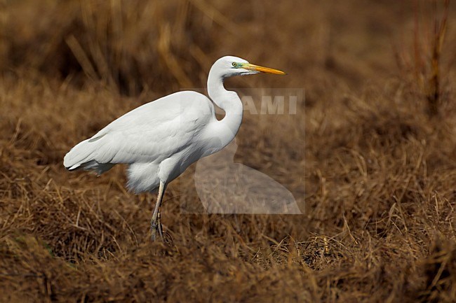 Volwassen Grote Zilverreiger; Adult Great Egret stock-image by Agami/Daniele Occhiato,