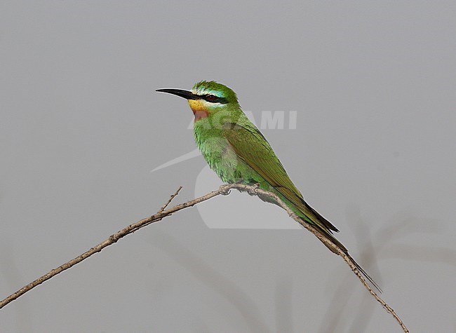 Groene Bijeneter zittend op een tak; Adult Blue-cheeked Bee-eater (Merops persicus) perched on a branch stock-image by Agami/James Eaton,