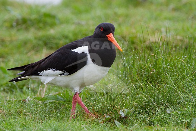 Scholekster staand; Eurasian Oystercatcher perched stock-image by Agami/Menno van Duijn,