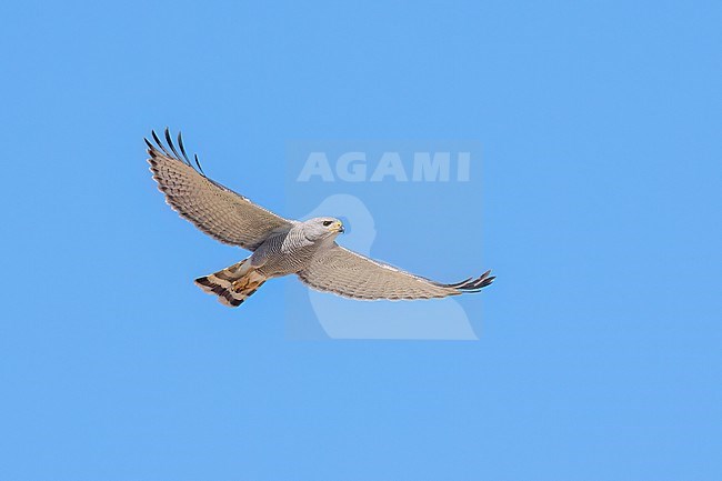 Adult 
Pima Co., AZ
April 2024 stock-image by Agami/Brian E Small,