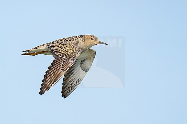 Adult breeding 
Galveston Co., TX
May 2023 stock-image by Agami/Brian E Small,