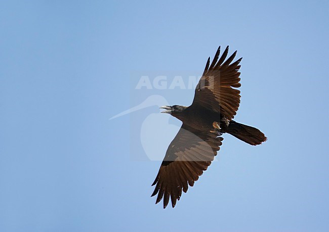 Bruinekraaf in de vlucht; Brown-necked Raven in flight stock-image by Agami/Markus Varesvuo,