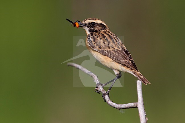 Man Paapje; Male Winchat stock-image by Agami/Daniele Occhiato,