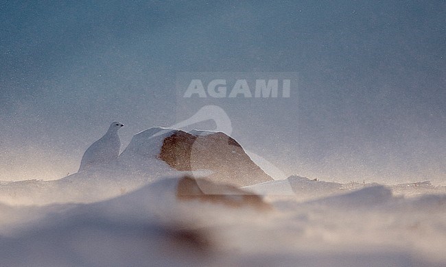 Willow Grouse (Lagopus lagopus) hiding behind a rock in a blizzard near Utsjoki in Finland. stock-image by Agami/Markus Varesvuo,