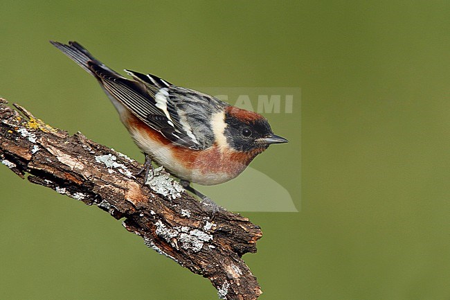 Adult male breeding
Galveston Co., TX
April 2006 stock-image by Agami/Brian E Small,