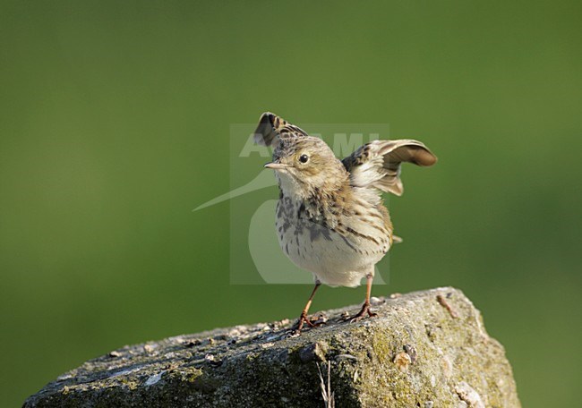 Graspieper vleugel strekkend; Meadow Pipit wing stretching stock-image by Agami/Reint Jakob Schut,