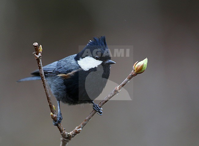 Adult Rufous-naped Tit (Periparus rufonuchalis) in northern India. stock-image by Agami/James Eaton,