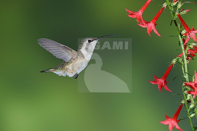 Adult female Lucifer Hummingbird (Calothorax lucifer) hovering in front of tiny red flowers in Brewster County, Texas, USA. stock-image by Agami/Brian E Small,