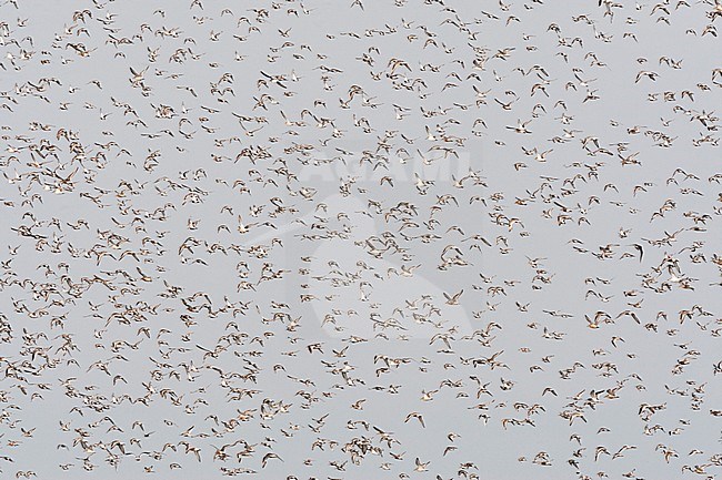 Groep vogels met Bonte Strandloper en Kanoet vliegend; Bird flock with Dunlin and red Knot flying stock-image by Agami/Marc Guyt,